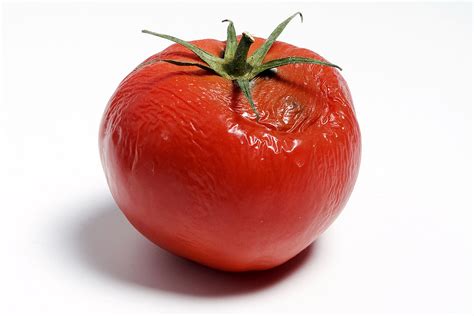 pictures of rotten tomatoes